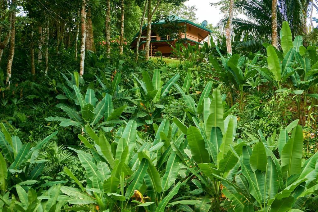 Manoas Bed & Breakfast Uvita Exterior photo